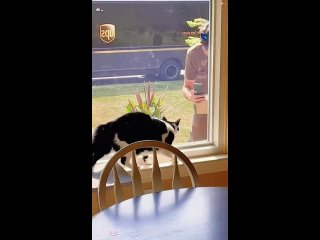 cats and couriers