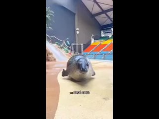 to hell with everything, i want to be a seal