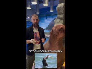 video from telegram