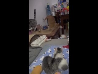 if broken dishes are fortunately, then with a cat you will be happy until the end of your days