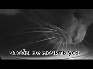 how do cats drink?