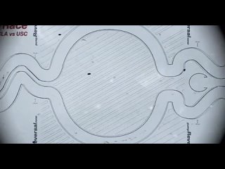 the first races took place ... sperm - everything was serious: bets, commentators and live broadcast.